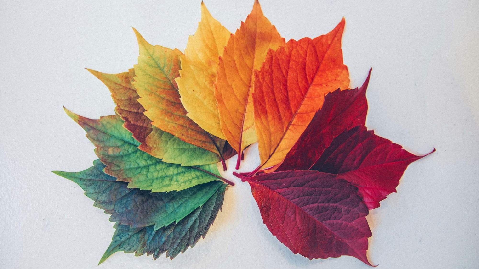 https://unsplash.com/photos/maple-leaf-illustration-c0rIh0nFTFU