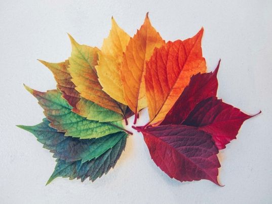 https://unsplash.com/photos/maple-leaf-illustration-c0rIh0nFTFU